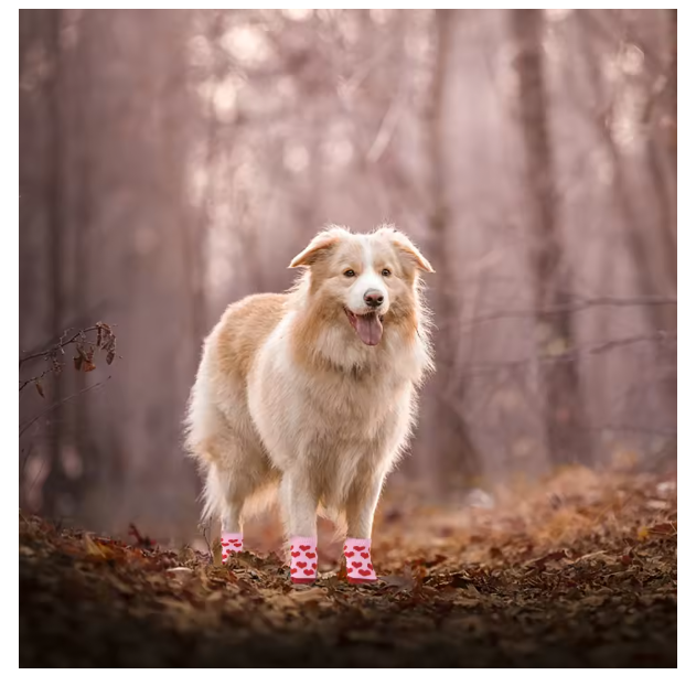 Cute Paws Non-Slip Pet Socks